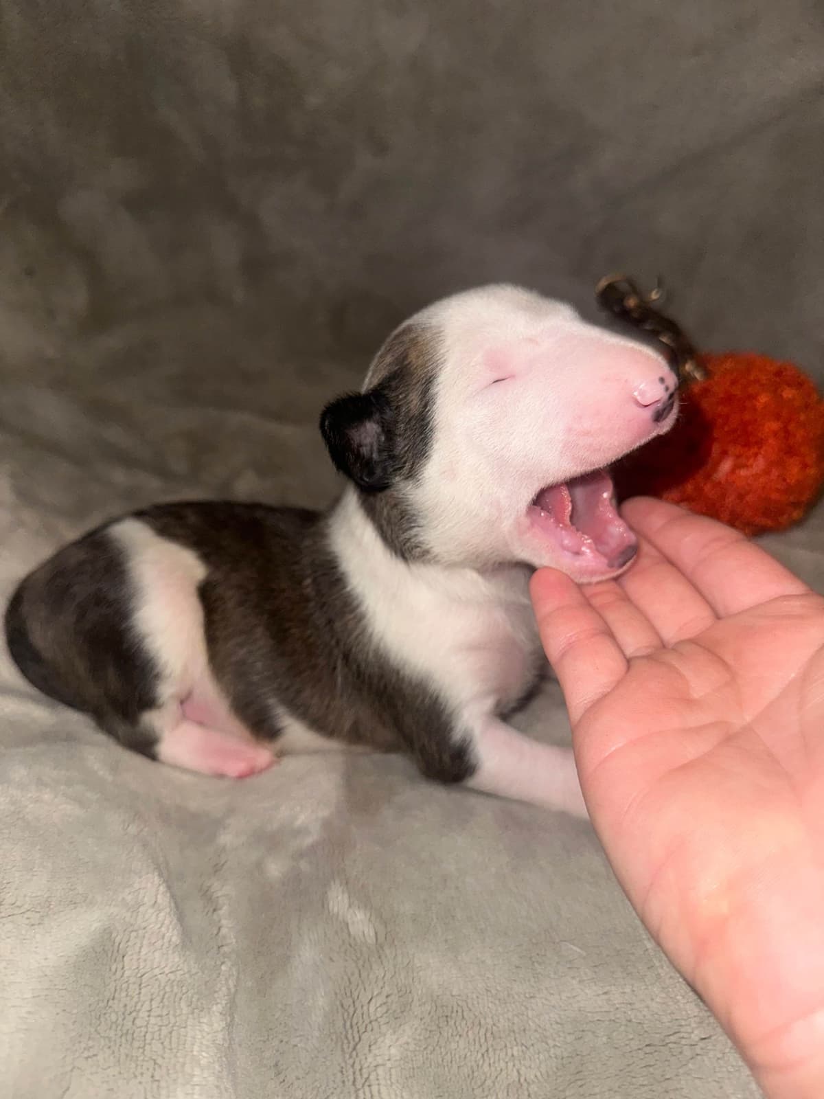 Bull Terrier Puppies breeder image 8