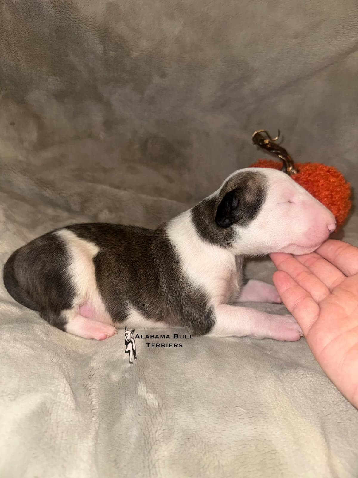 Bull Terrier Puppies breeder image 7