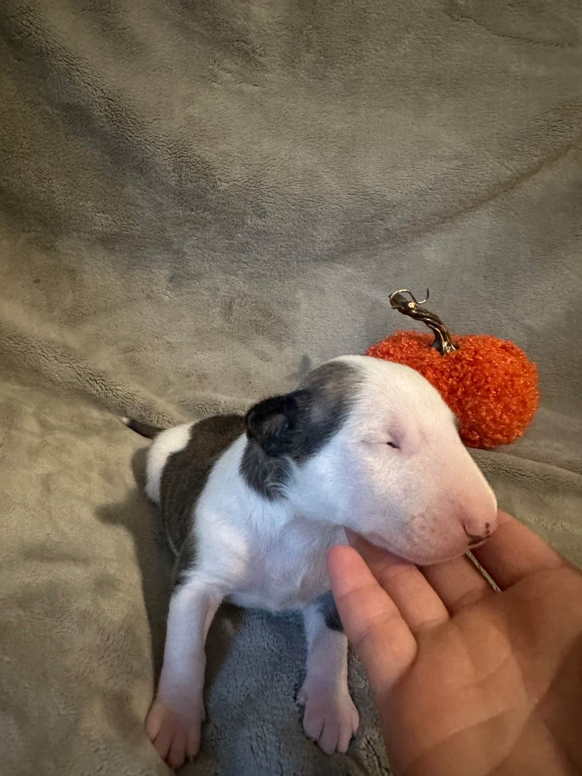 Bull Terrier Puppies breeder image 9