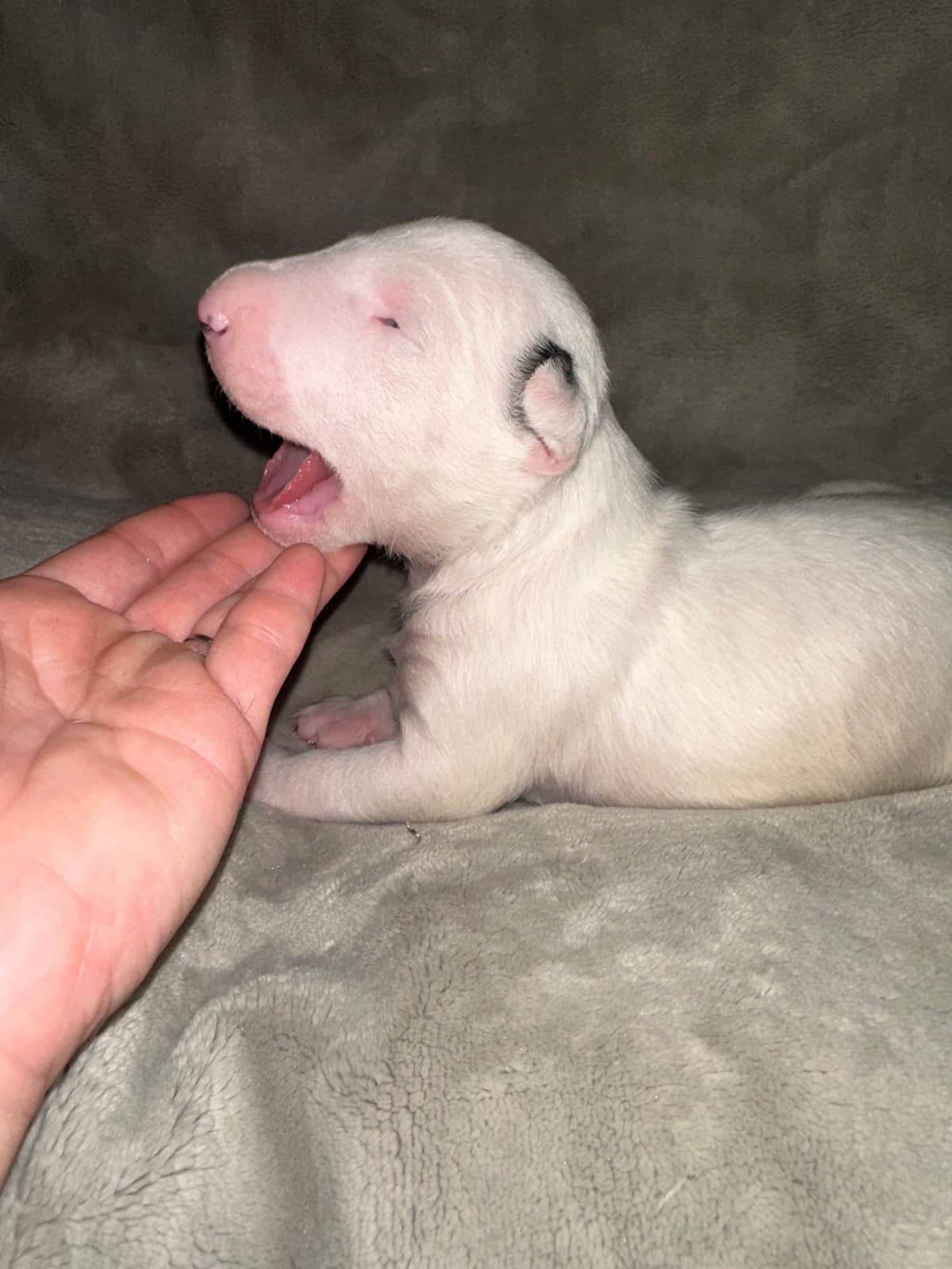 Bull Terrier Puppies breeder image 11
