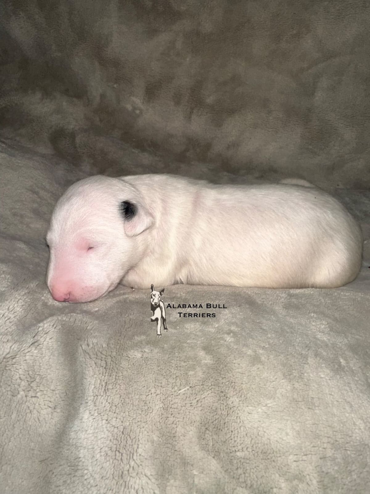 Bull Terrier Puppies breeder image 10