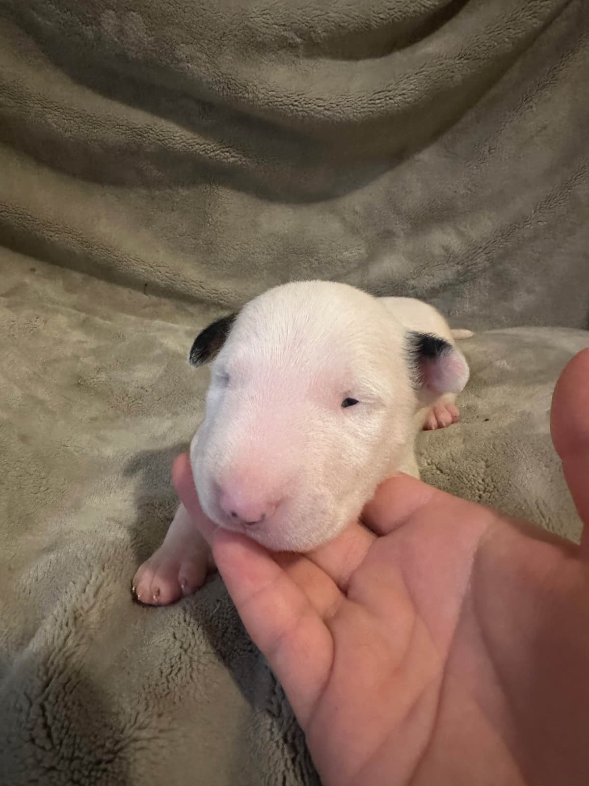 Bull Terrier Puppies breeder image 12