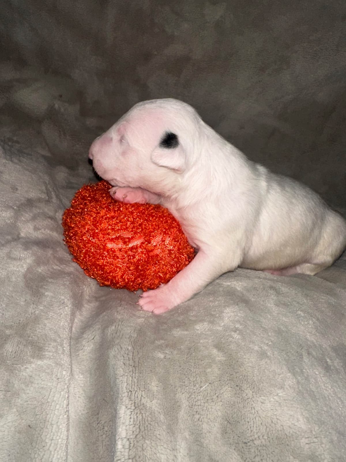 Bull Terrier Puppies breeder image 13