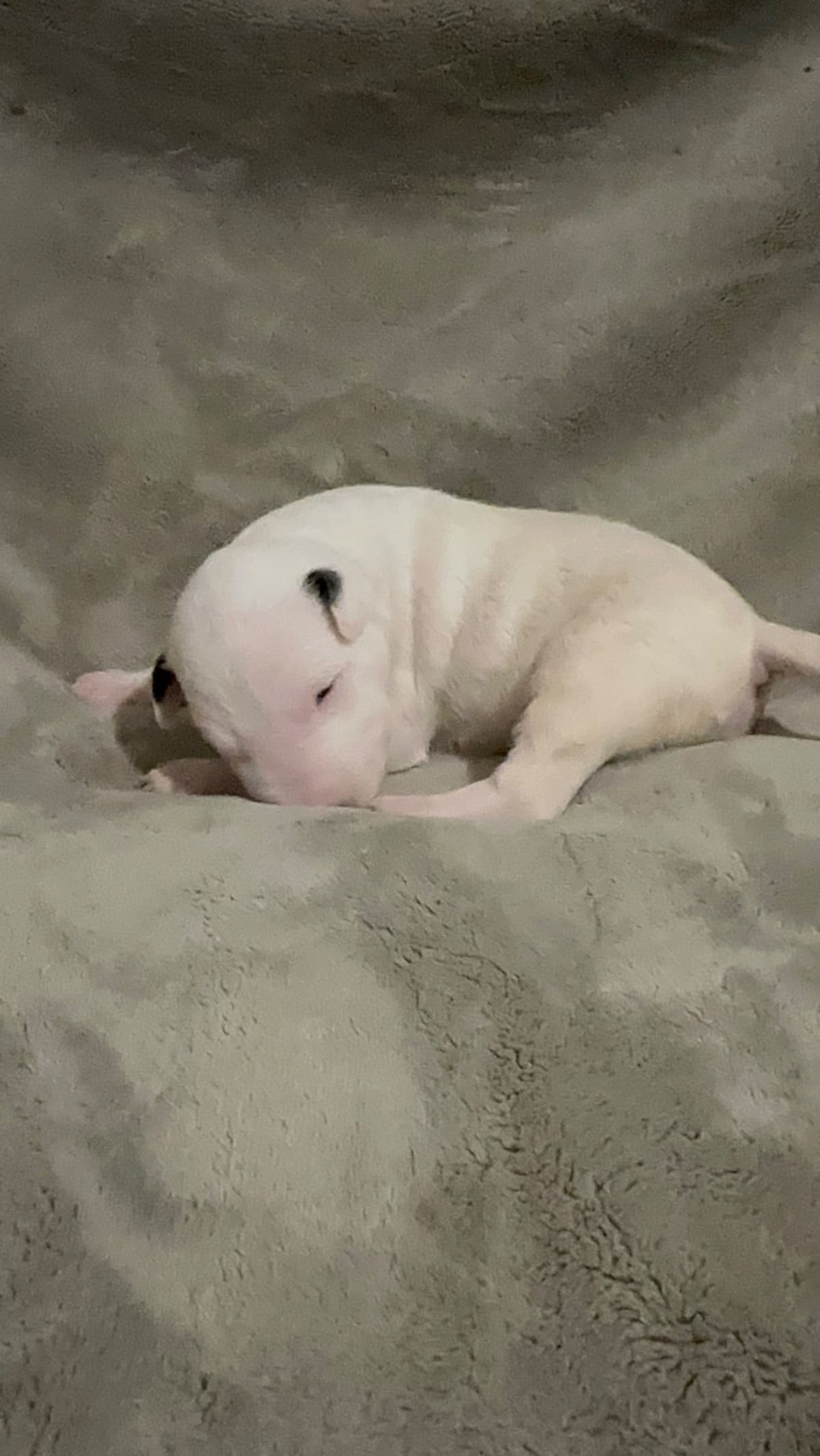 Bull Terrier Puppies breeder image 14