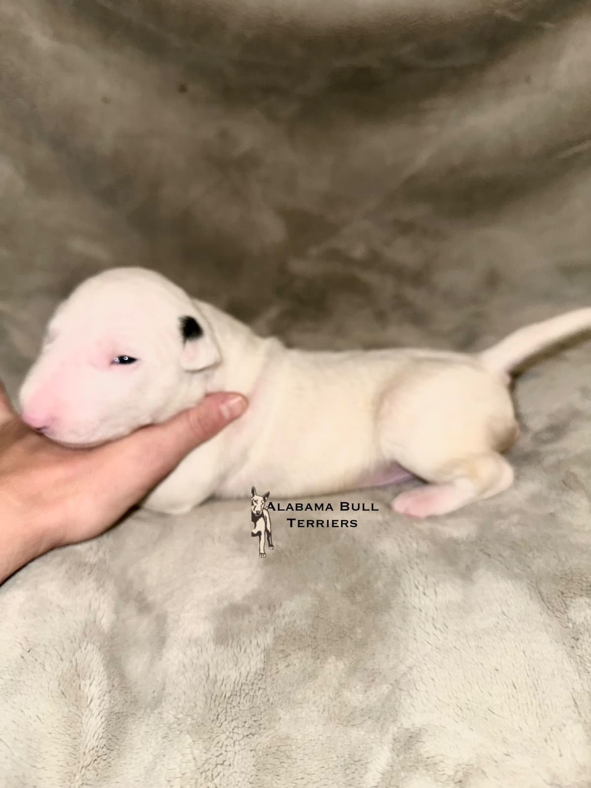 Bull Terrier Puppies breeder image 15