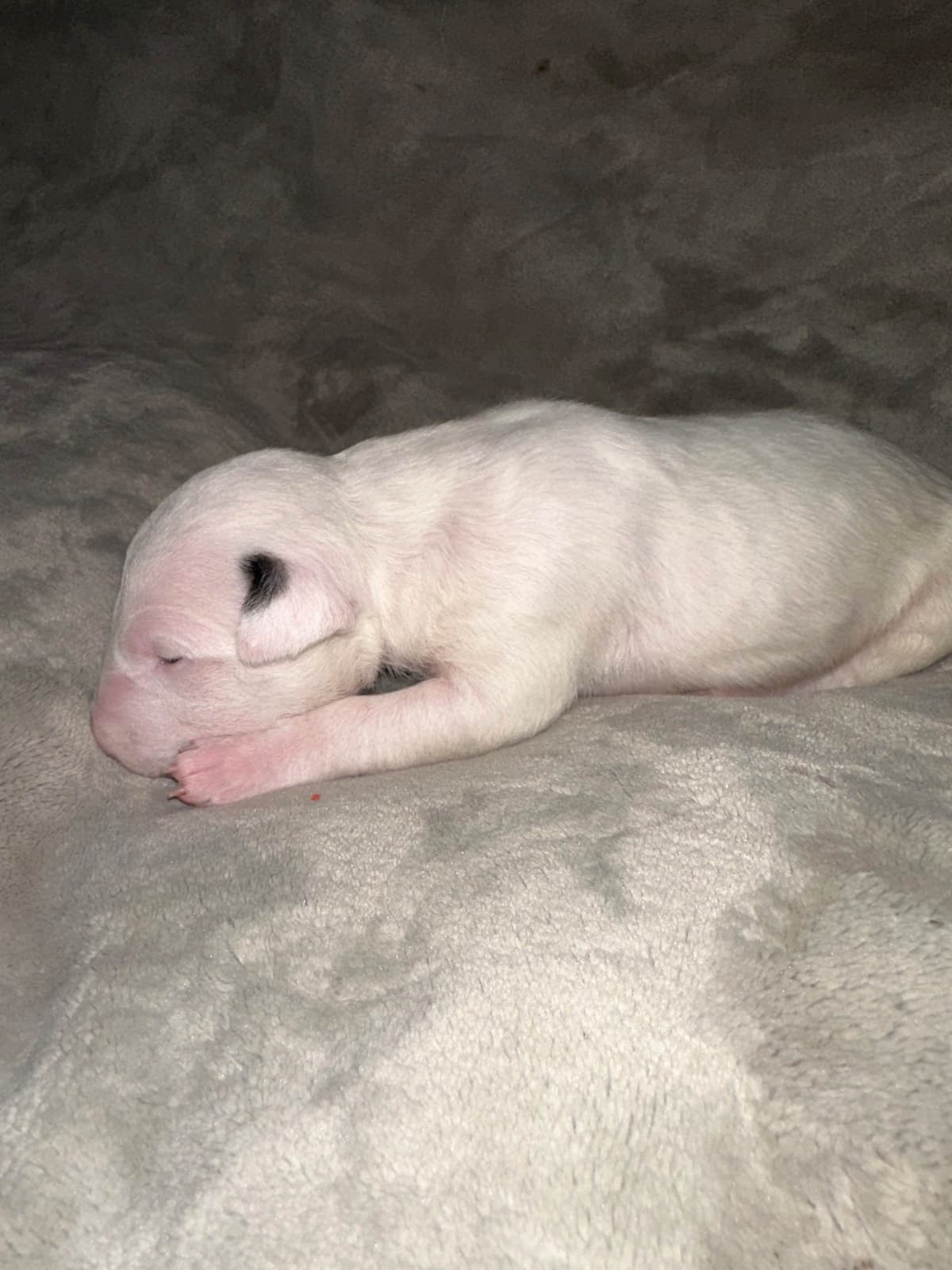 Bull Terrier Puppies breeder image 16