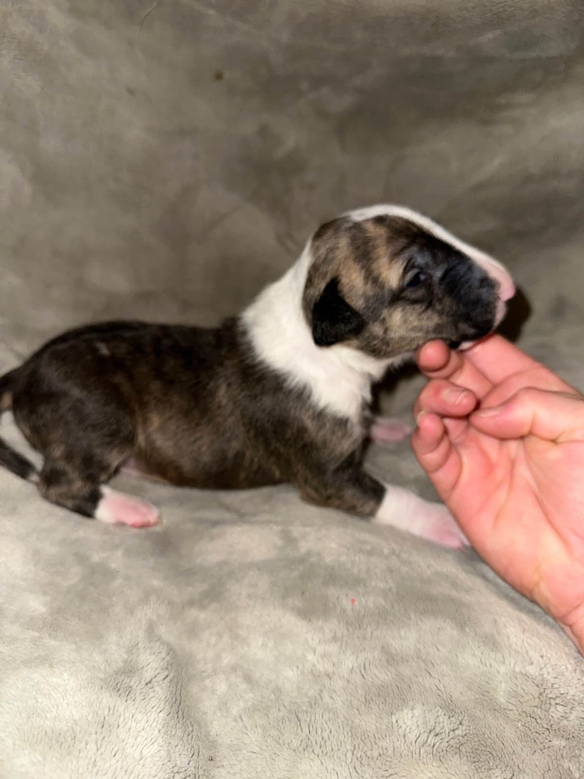 Bull Terrier Puppies breeder image 17