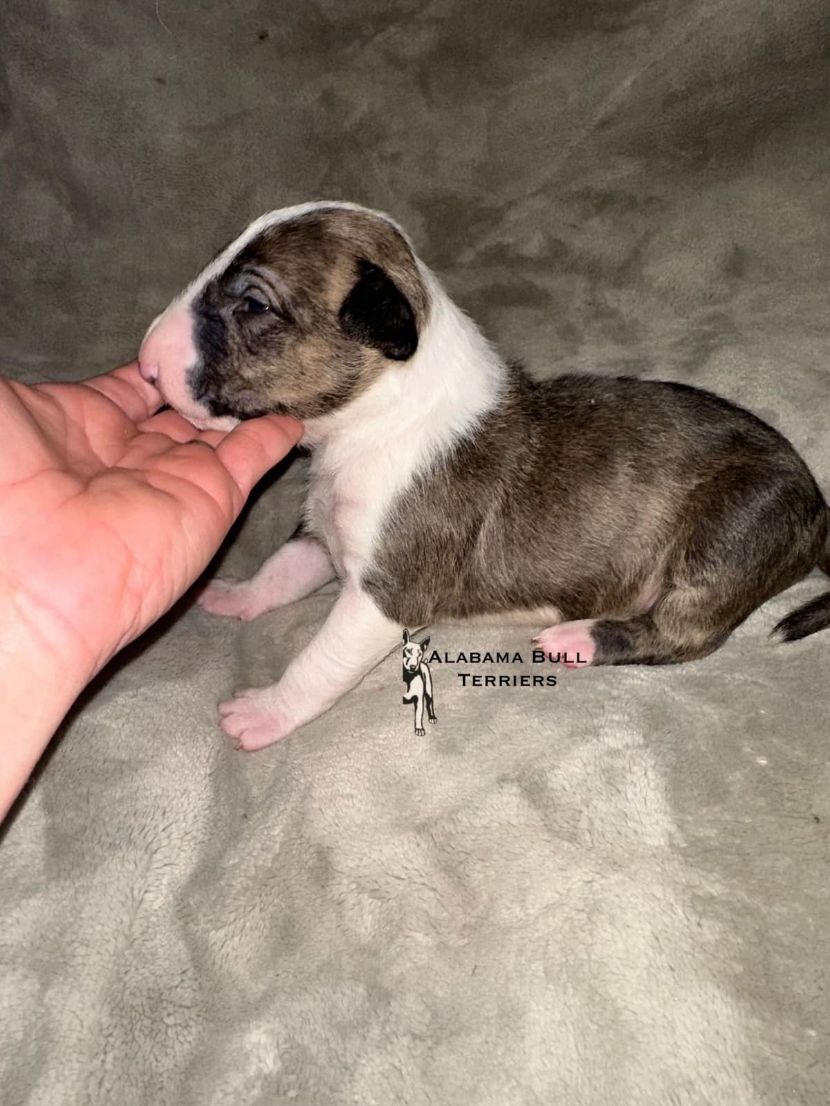 Bull Terrier Puppies breeder image 19