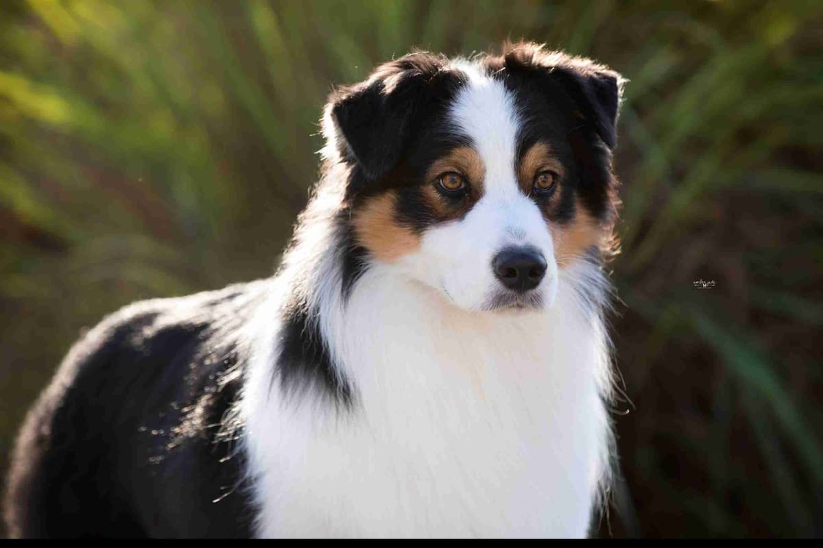 Australian Shepherd Puppies breeder image 1