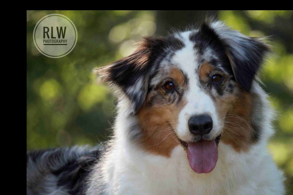 Australian Shepherd Puppies breeder image 2