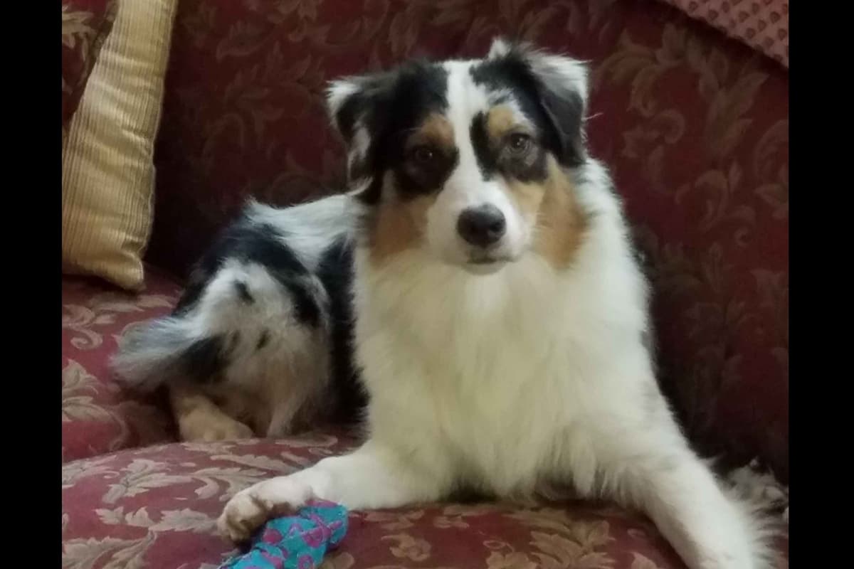 Australian Shepherd Puppies breeder image 4