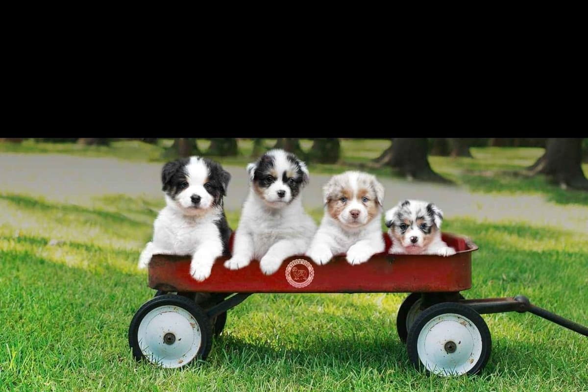 Australian Shepherd Puppies breeder image 5