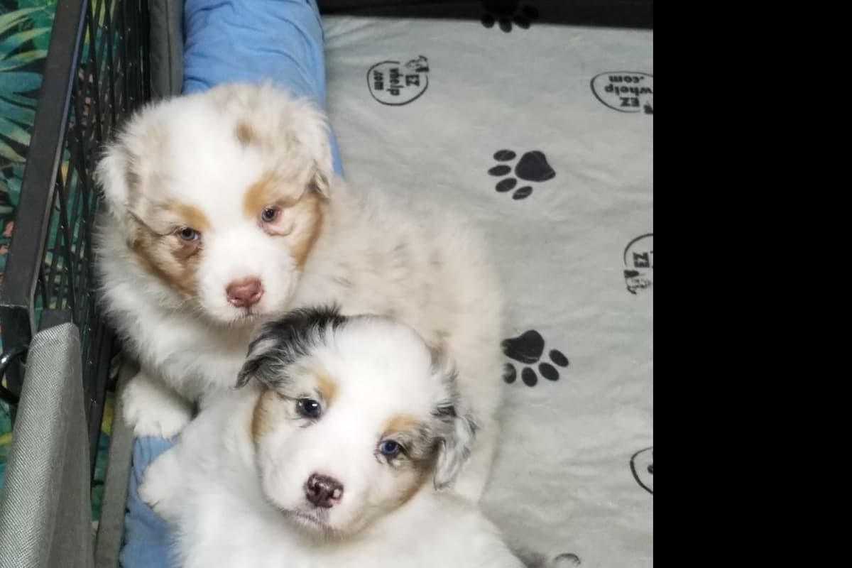 Australian Shepherd Puppies breeder image 7