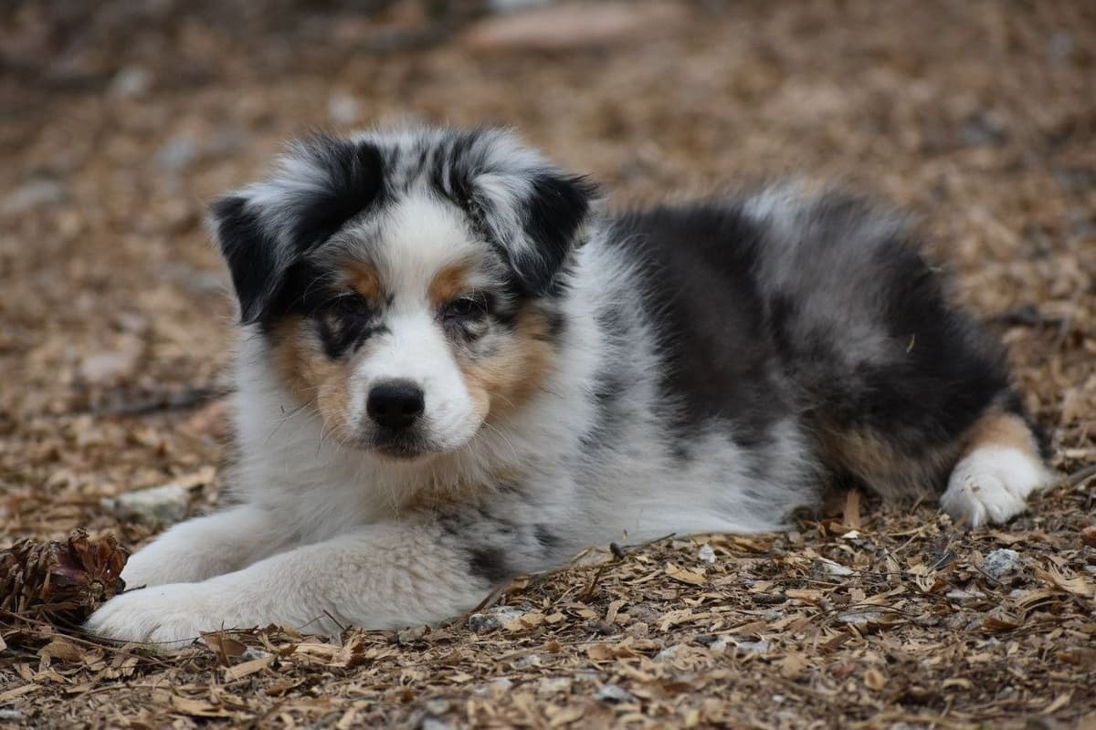 Australian Shepherd Puppies breeder image 8