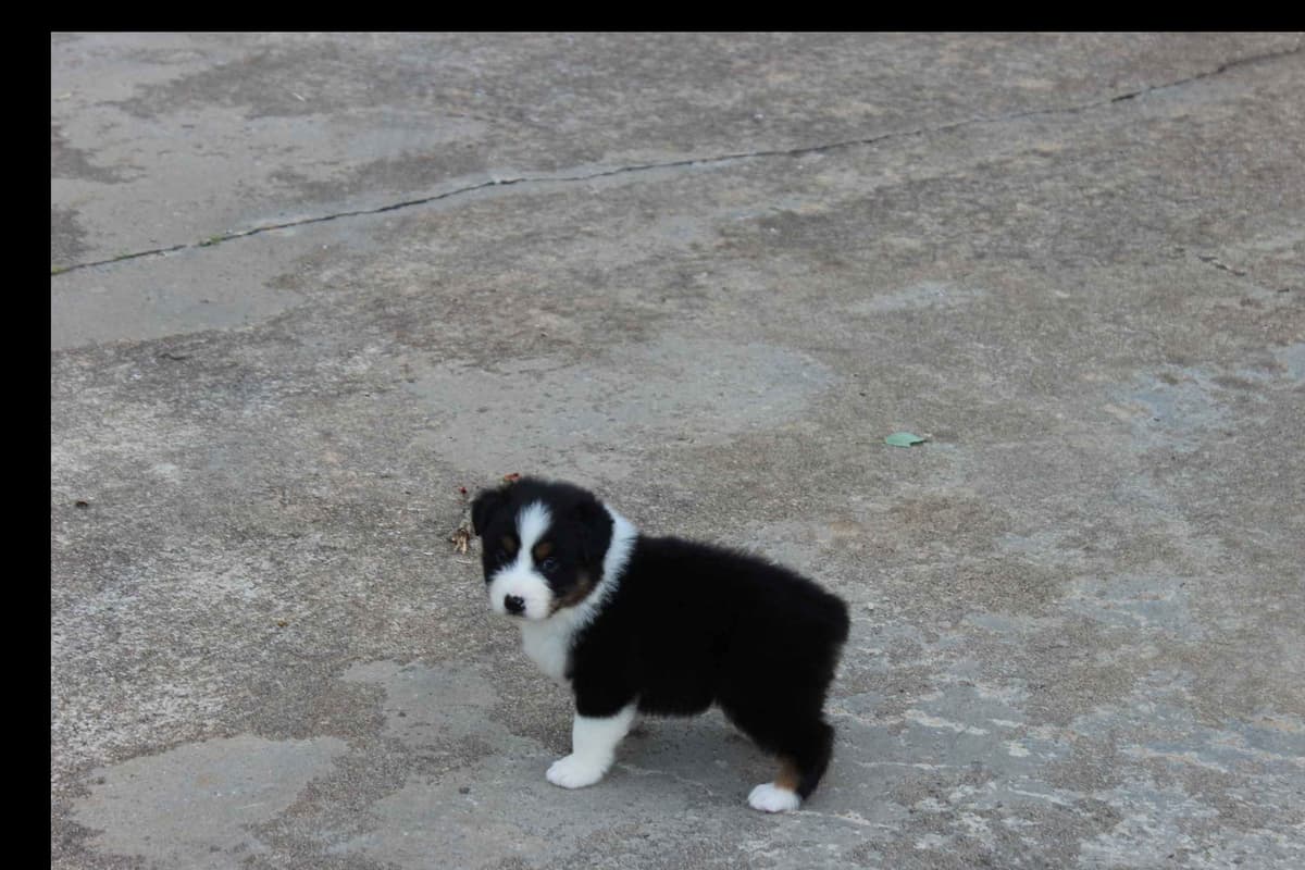 Australian Shepherd Puppies breeder image 10