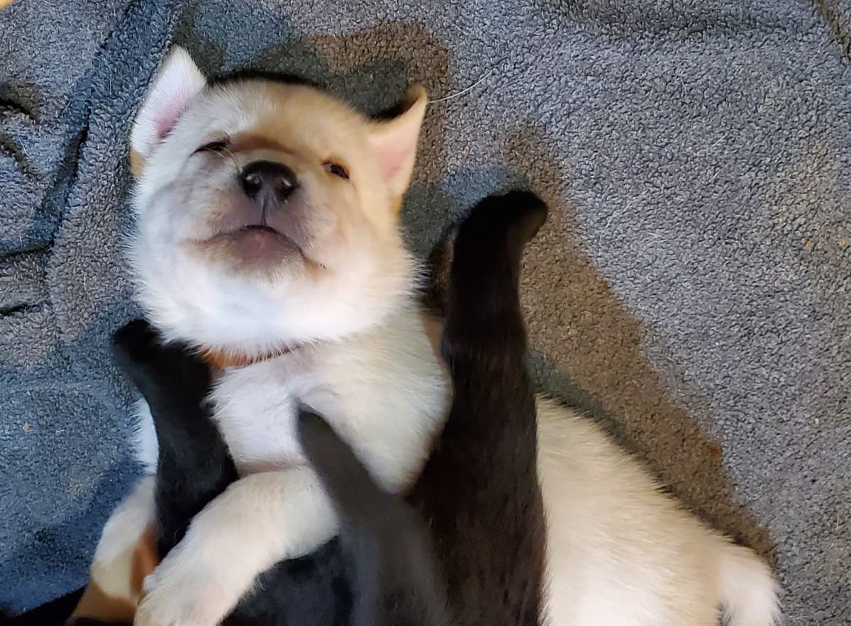 Labrador Retriever Puppies breeder image 2