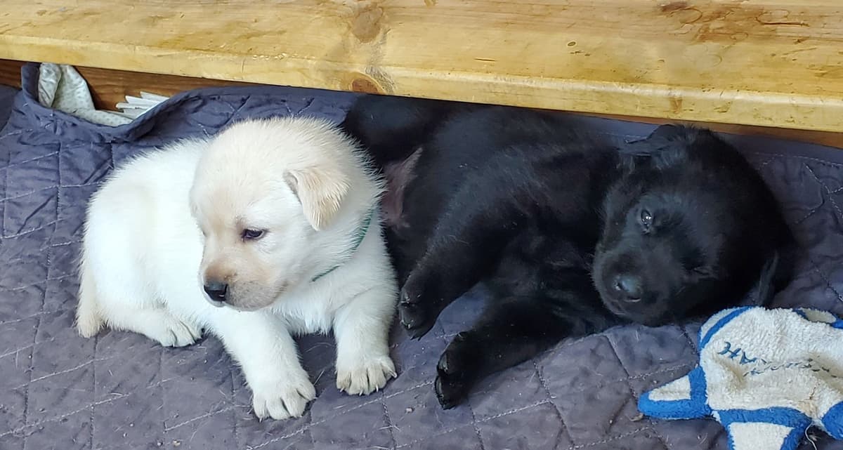 Labrador Retriever Puppies breeder image 3