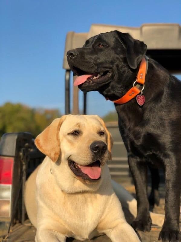 Labrador Retriever Puppies breeder image 4