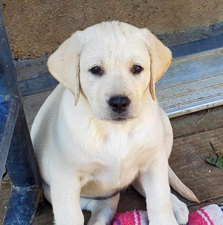 Labrador Retriever Puppies breeder image 6