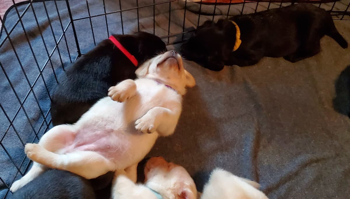 Labrador Retriever Puppies breeder image 7