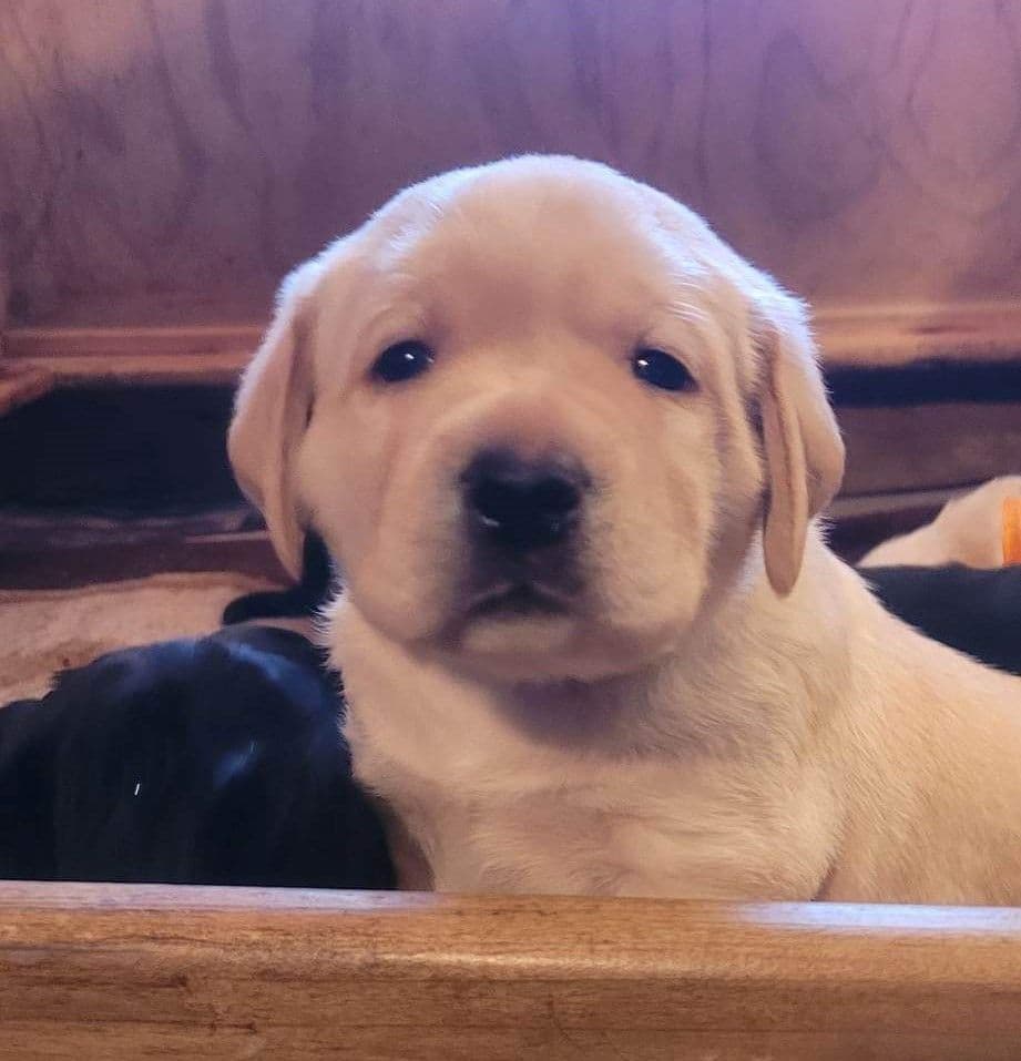 Labrador Retriever Puppies breeder image 8