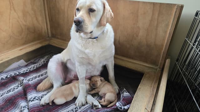 Labrador Retriever Puppies media 2