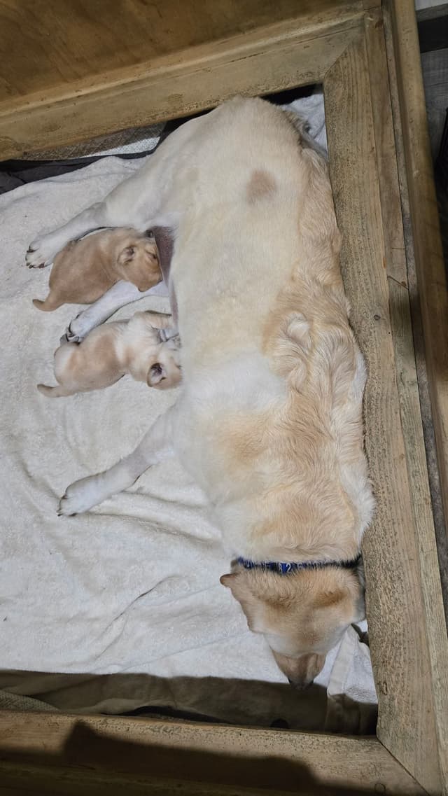 Labrador Retriever Puppies media 3