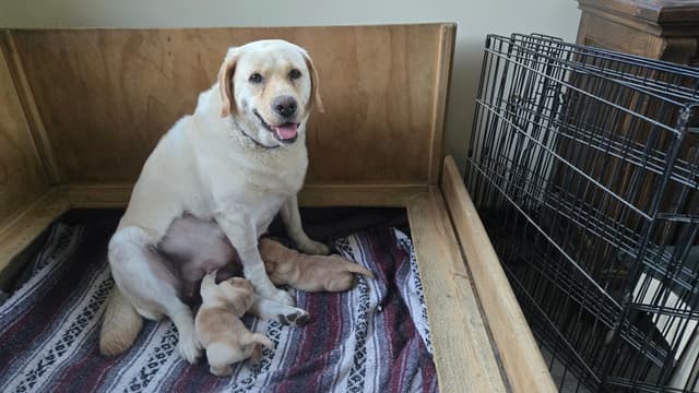 Labrador Retriever Puppies media 4