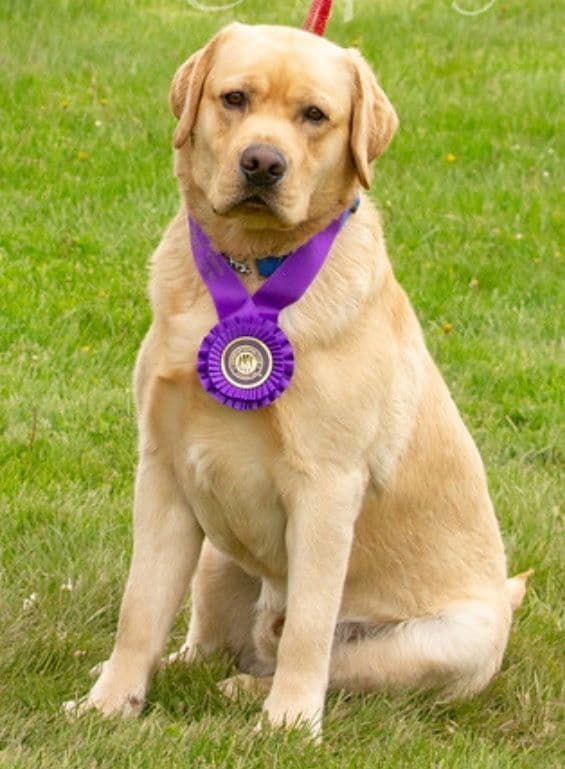 Labrador Retriever Puppies media 5