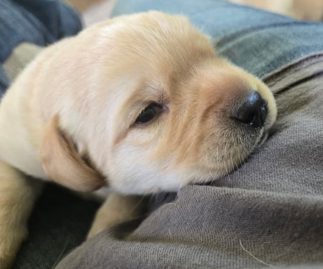 Labrador Retriever Puppies media 2