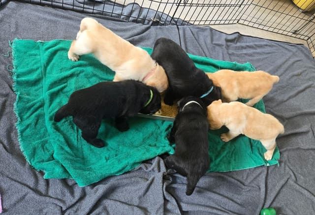 Labrador Retriever Puppies media 3