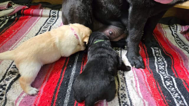 Labrador Retriever Puppies media 4