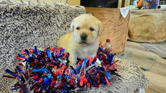 Labrador Retriever Puppies media 5