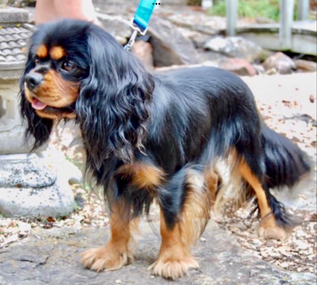 Cavalier King Charles Spaniel Puppies. AKC Champion bloodline media 2