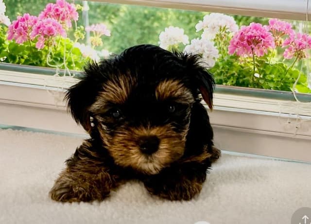 Yorkshire Terrier Puppies media 11