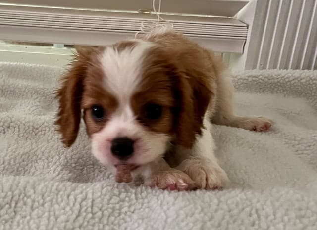 Cavalier King Charles Spaniel Puppies. AKC Champion bloodline media 3