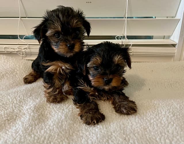 Yorkshire Terrier Puppies media 2