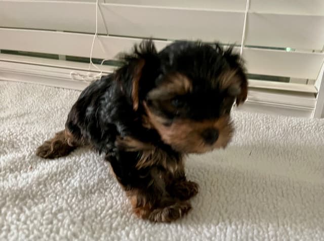 Yorkshire Terrier Puppies media 9