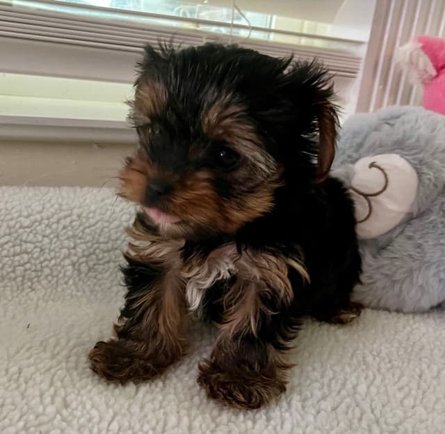 Yorkshire Terrier Puppies media 6