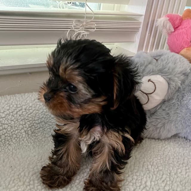 Yorkshire Terrier Puppies media 10