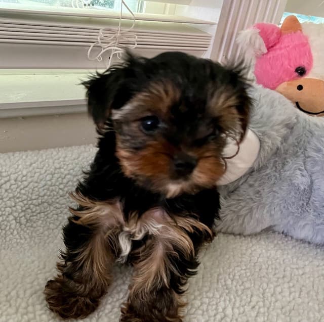 Yorkshire Terrier Puppies media 8