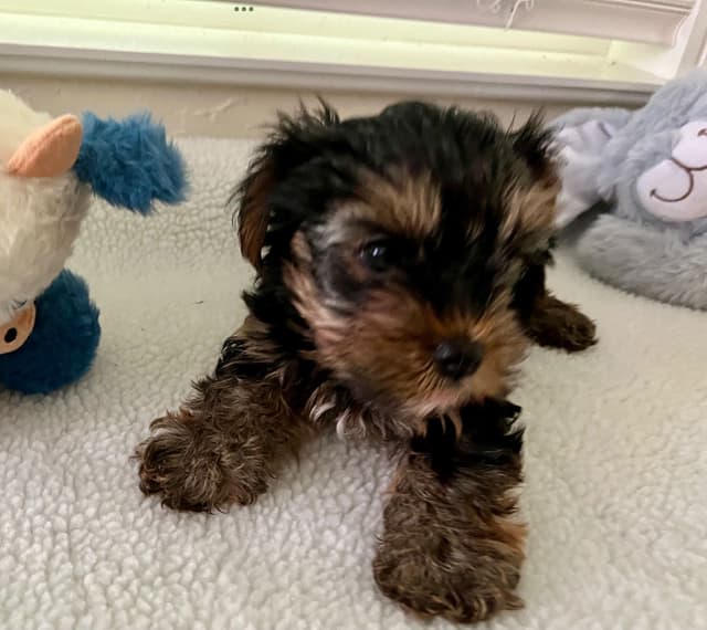 Yorkshire Terrier Puppies media 4