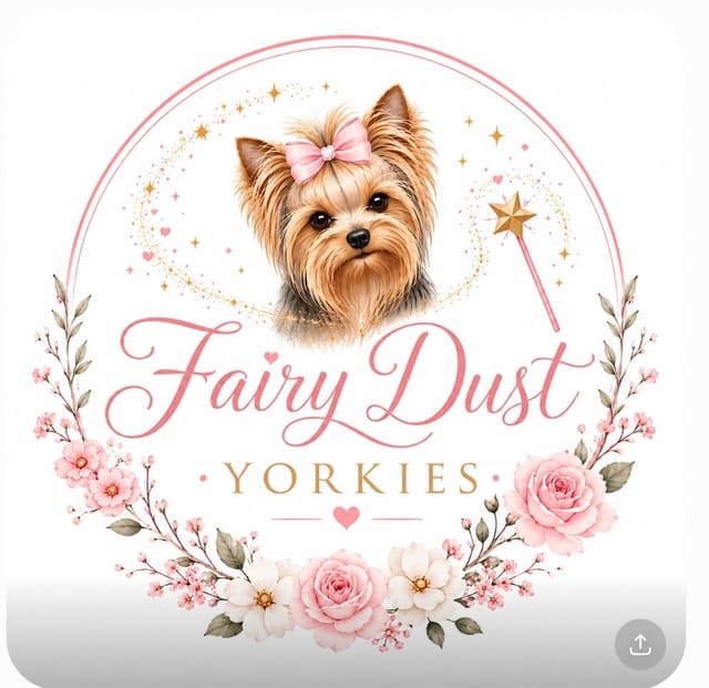 Yorkshire Terrier Puppies media 14