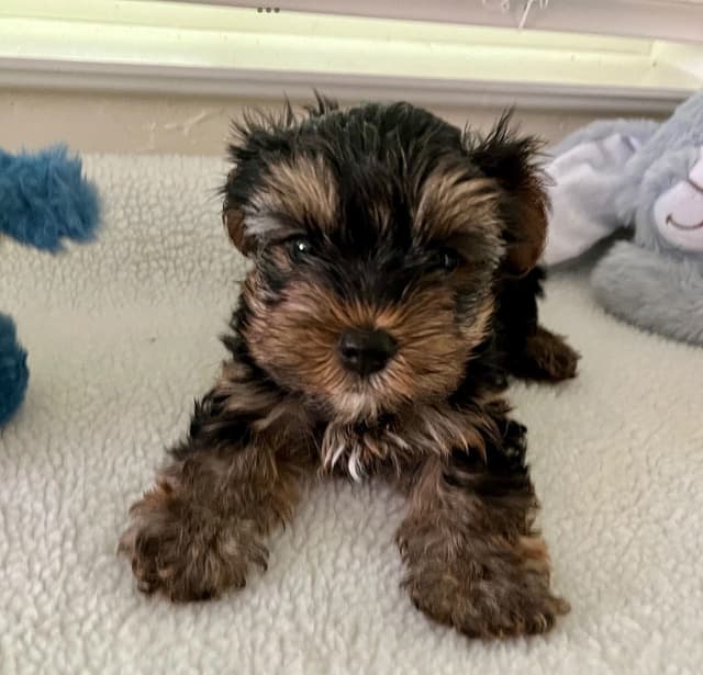 Yorkshire Terrier Puppies media 5