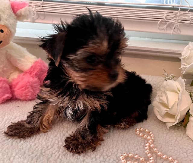 Yorkshire Terrier Puppies media 3