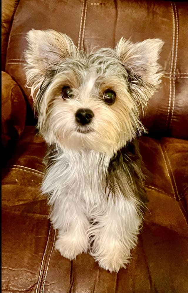 Yorkshire Terrier Puppies media 13