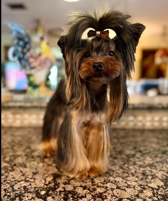 Yorkshire Terrier Puppies media 12