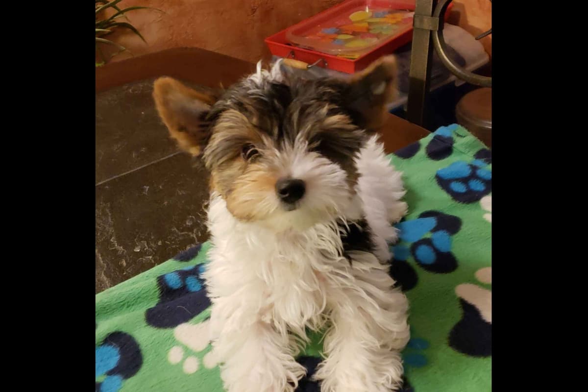 Yorkshire Terrier Puppies breeder image 2