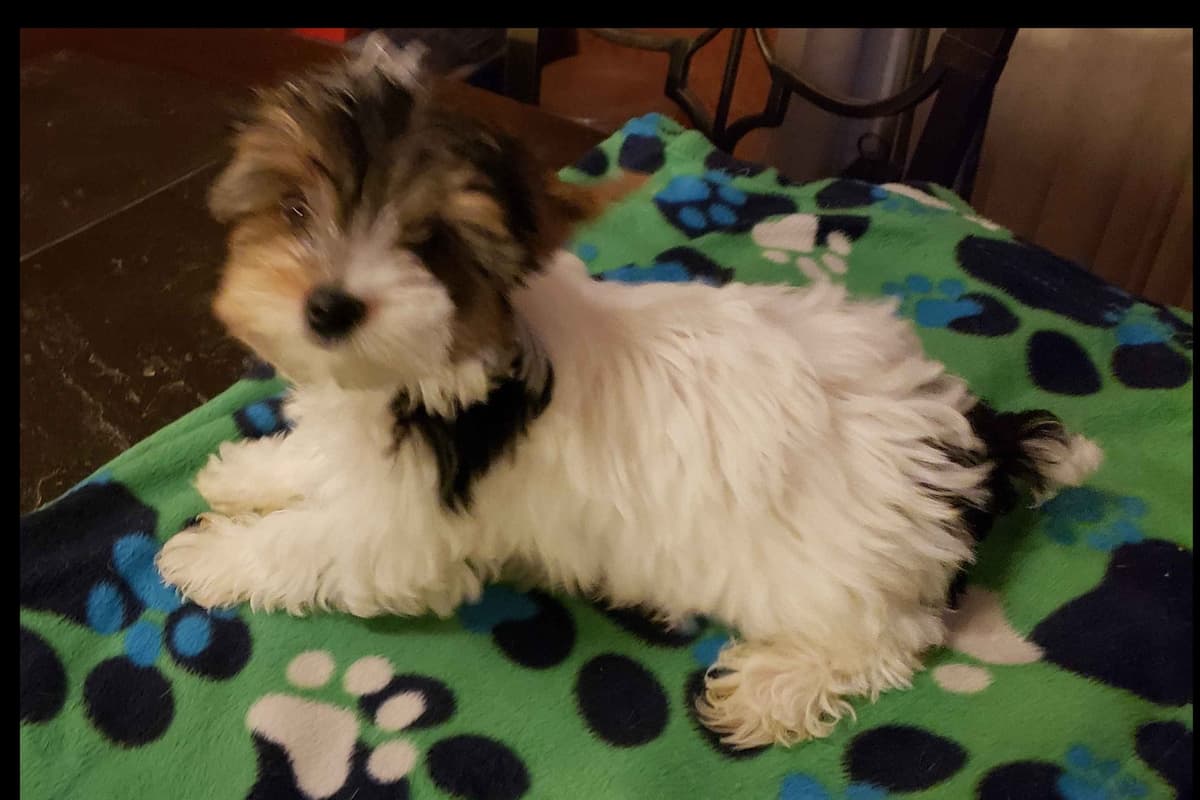 Yorkshire Terrier Puppies breeder image 3
