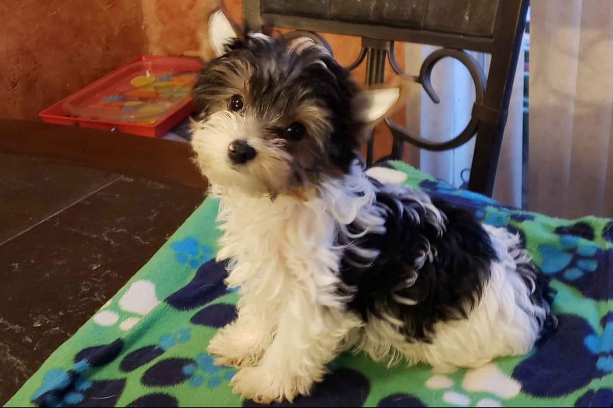 Yorkshire Terrier Puppies breeder image 1
